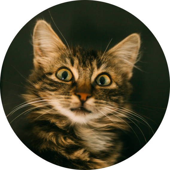 Удивишь друзей
— все будут в шоке